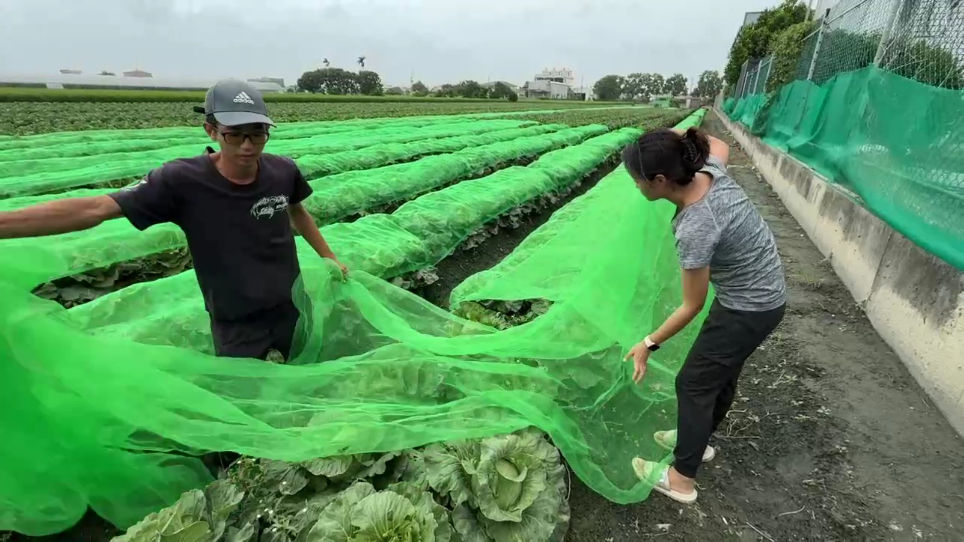 ▲為防颱風帶來風大雨大，菜農動員在菜田幫高麗菜蓋防護網，做好防颱減少損失。（記者張溎壕攝）