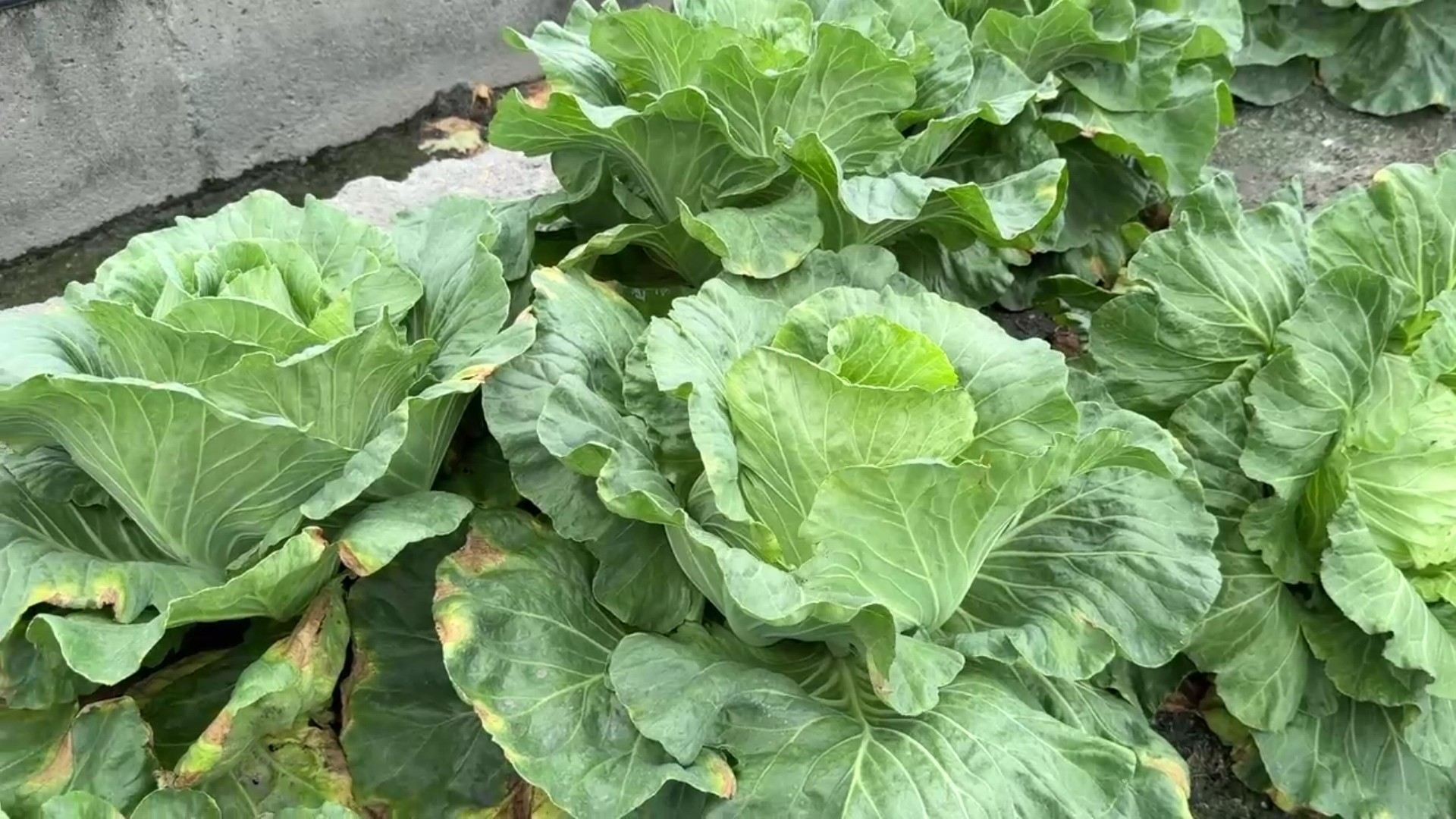 ▲為防颱風帶來風大雨大，菜農動員在菜田幫高麗菜蓋防護網，做好防颱減少損失。（記者張溎壕攝）