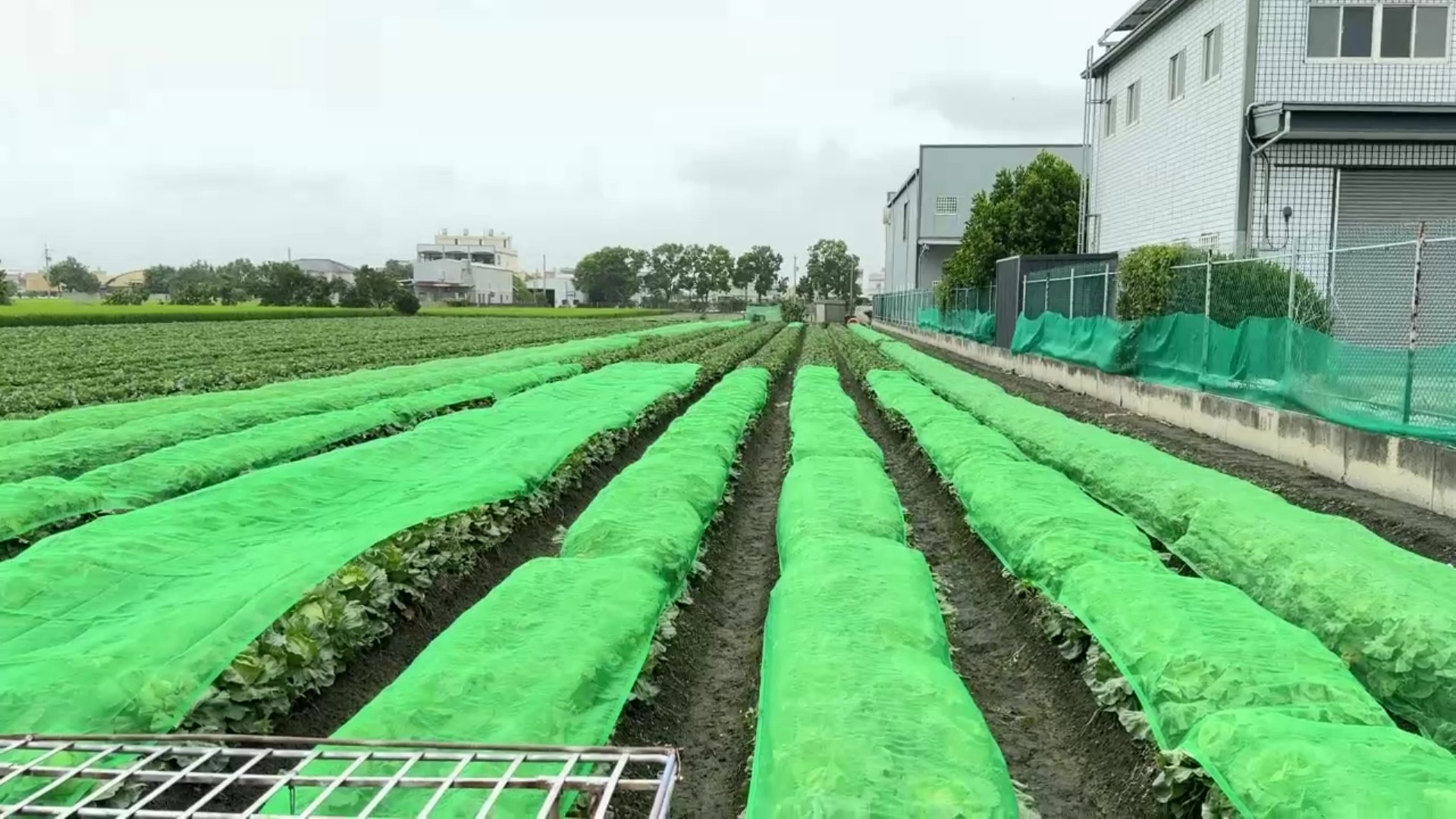 ▲為防颱風帶來風大雨大，菜農動員在菜田幫高麗菜蓋防護網，做好防颱減少損失。（記者張溎壕攝）