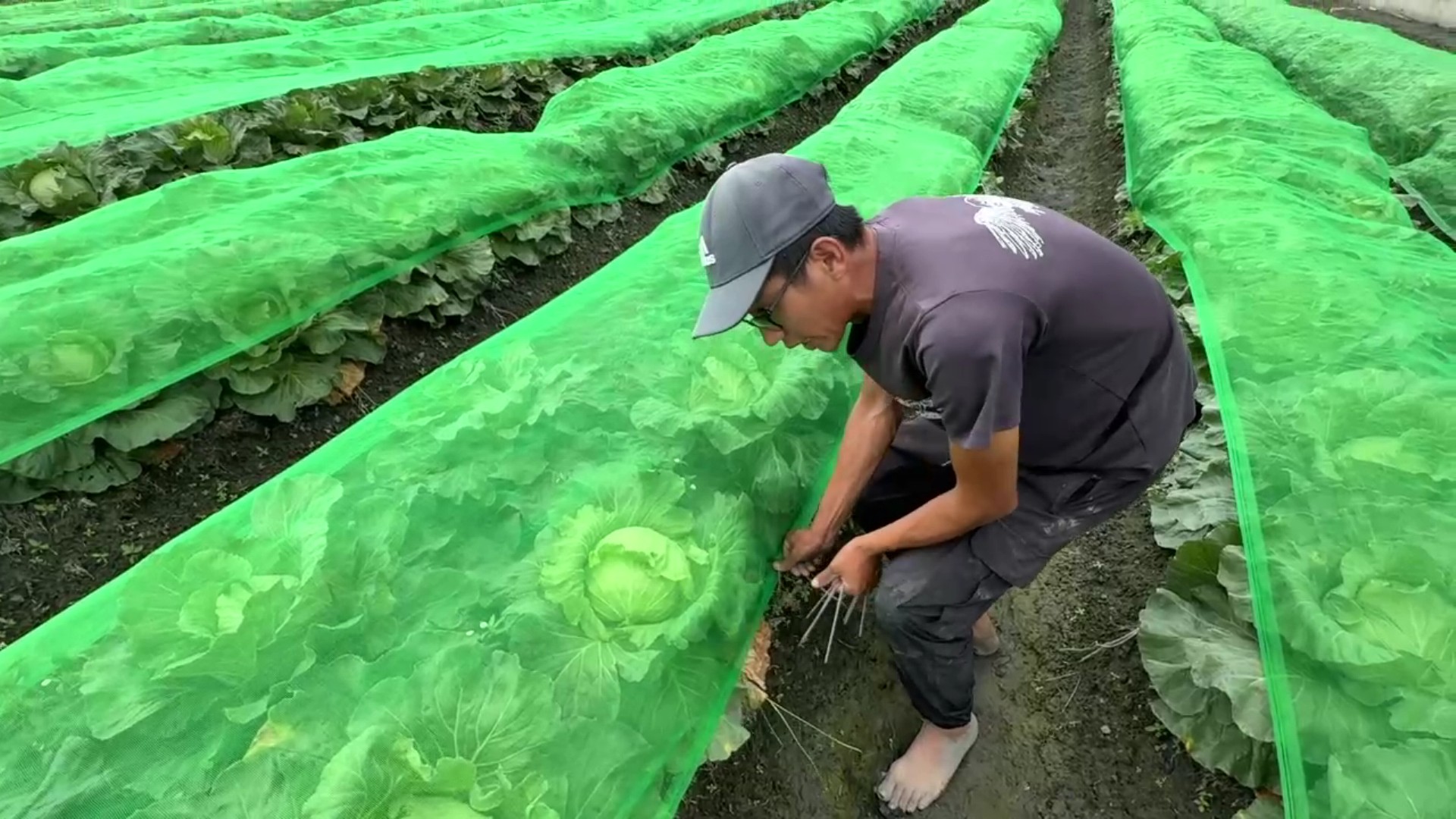 ▲為防颱風帶來風大雨大，菜農動員在菜田幫高麗菜蓋防護網，做好防颱減少損失。（記者張溎壕攝）