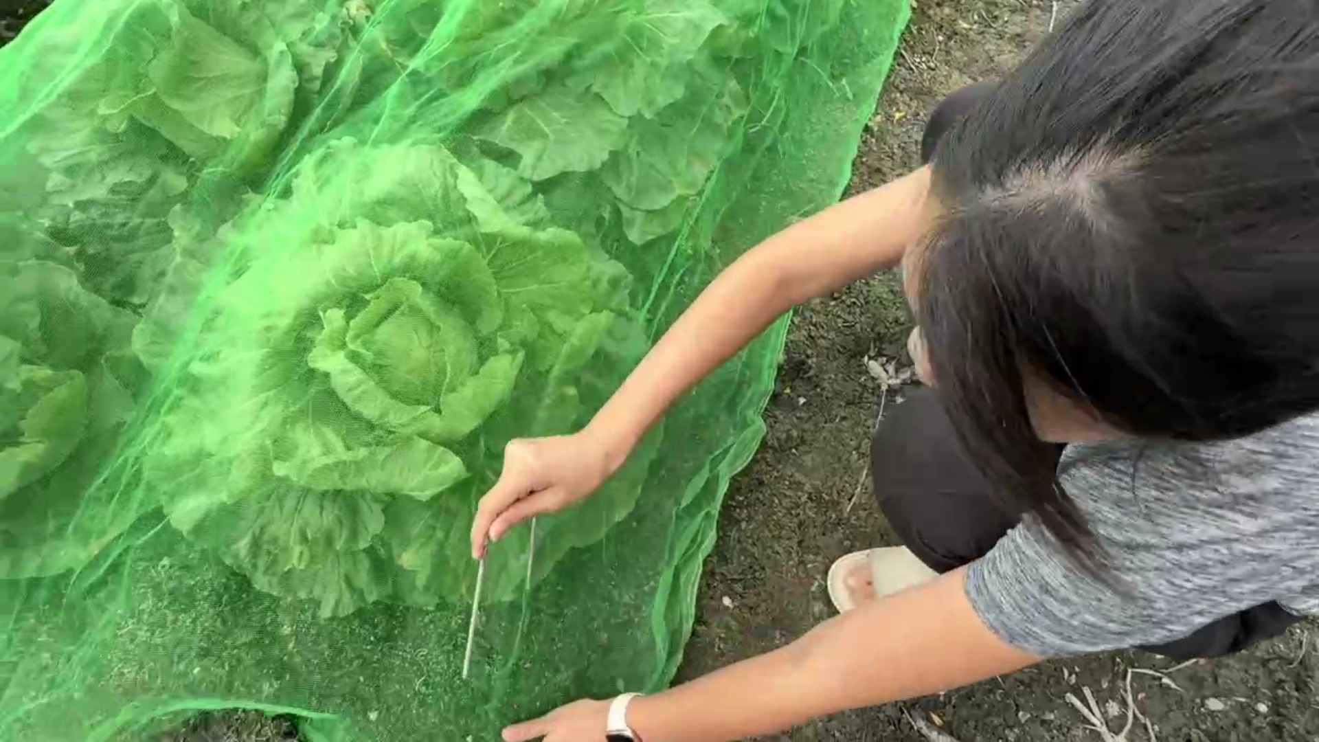 ▲為防颱風帶來風大雨大，菜農動員在菜田幫高麗菜蓋防護網，做好防颱減少損失。（記者張溎壕攝）