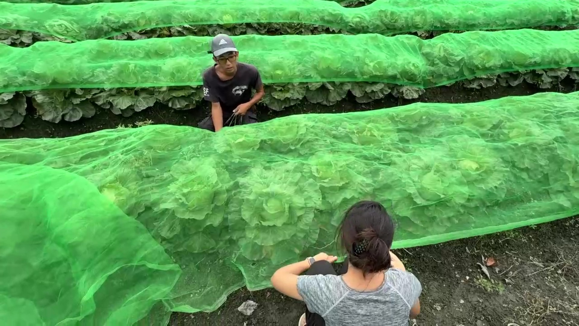 ▲為防颱風帶來風大雨大，菜農動員在菜田幫高麗菜蓋防護網，做好防颱減少損失。（記者張溎壕攝）