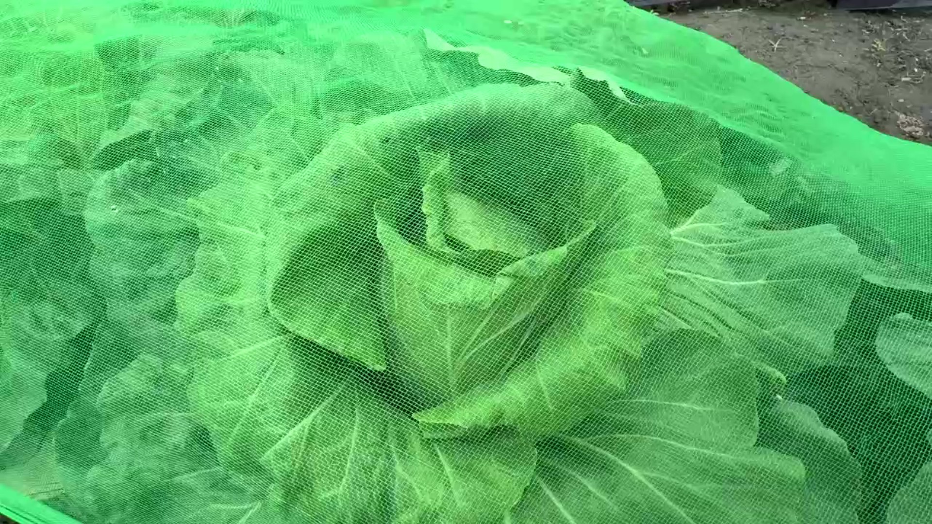 ▲為防颱風帶來風大雨大，菜農動員在菜田幫高麗菜蓋防護網，做好防颱減少損失。（記者張溎壕攝）