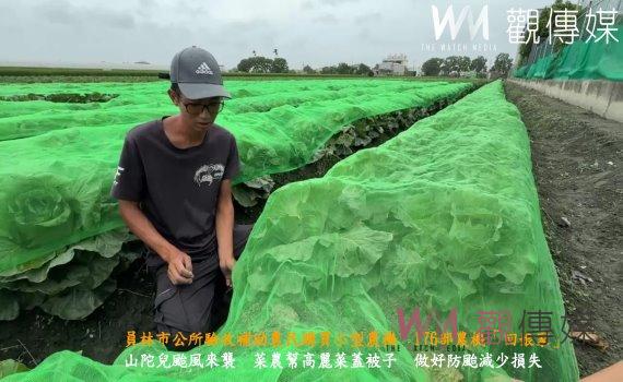 (有影片)/山陀兒颱風來襲 菜農幫高麗菜蓋被子做好防颱減少損失