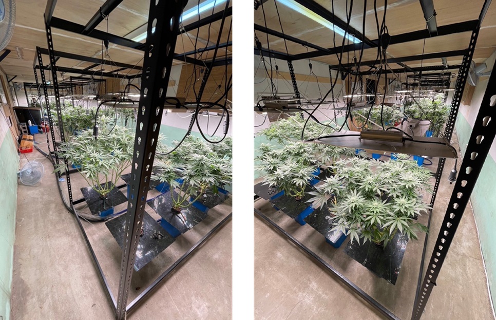 ▲圖說:警方破獲大麻栽種廠,現場查扣大麻植株51株及各式栽種材料器具 (圖/台中市政府 提供)
