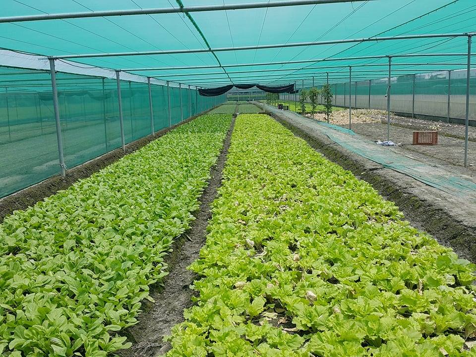 ▲山陀兒颱風帶動蔬菜價格持續上漲，菜市場的菜豆、蕹菜、芹菜、韭菜和韭菜花等蔬菜價格突破百元大關。（記者張溎壕攝）