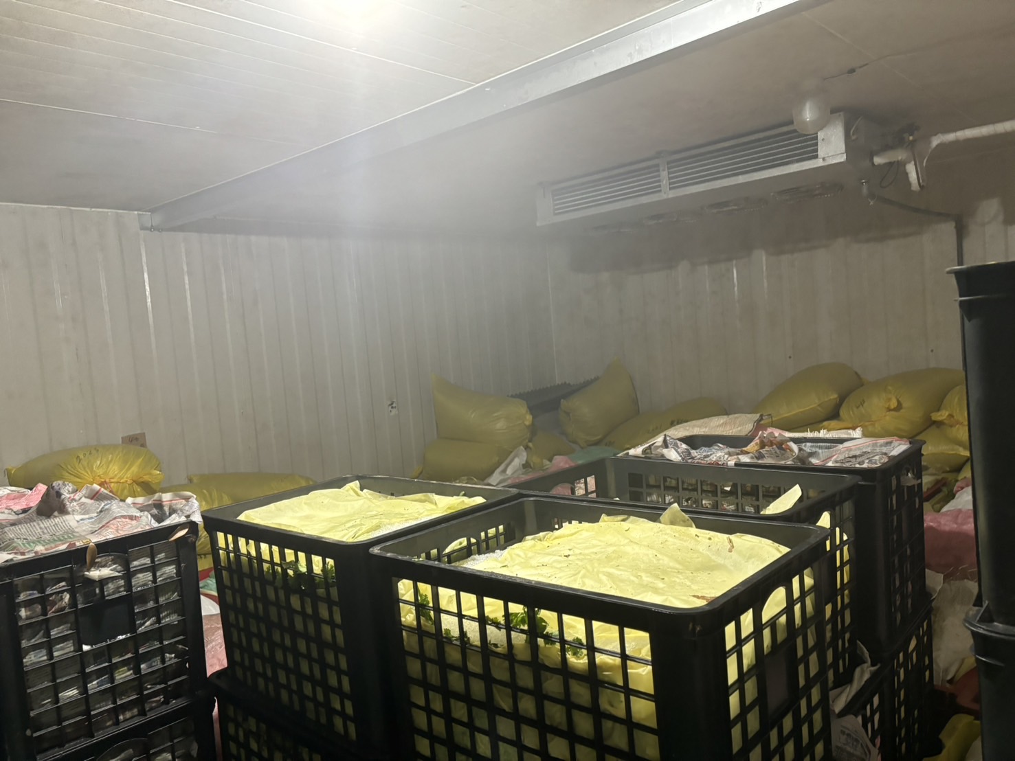 ▲山陀兒颱風帶動蔬菜價格持續上漲，香菜價格不漲反跌，農民的冷藏庫堆滿香菜。（記者張溎壕攝）