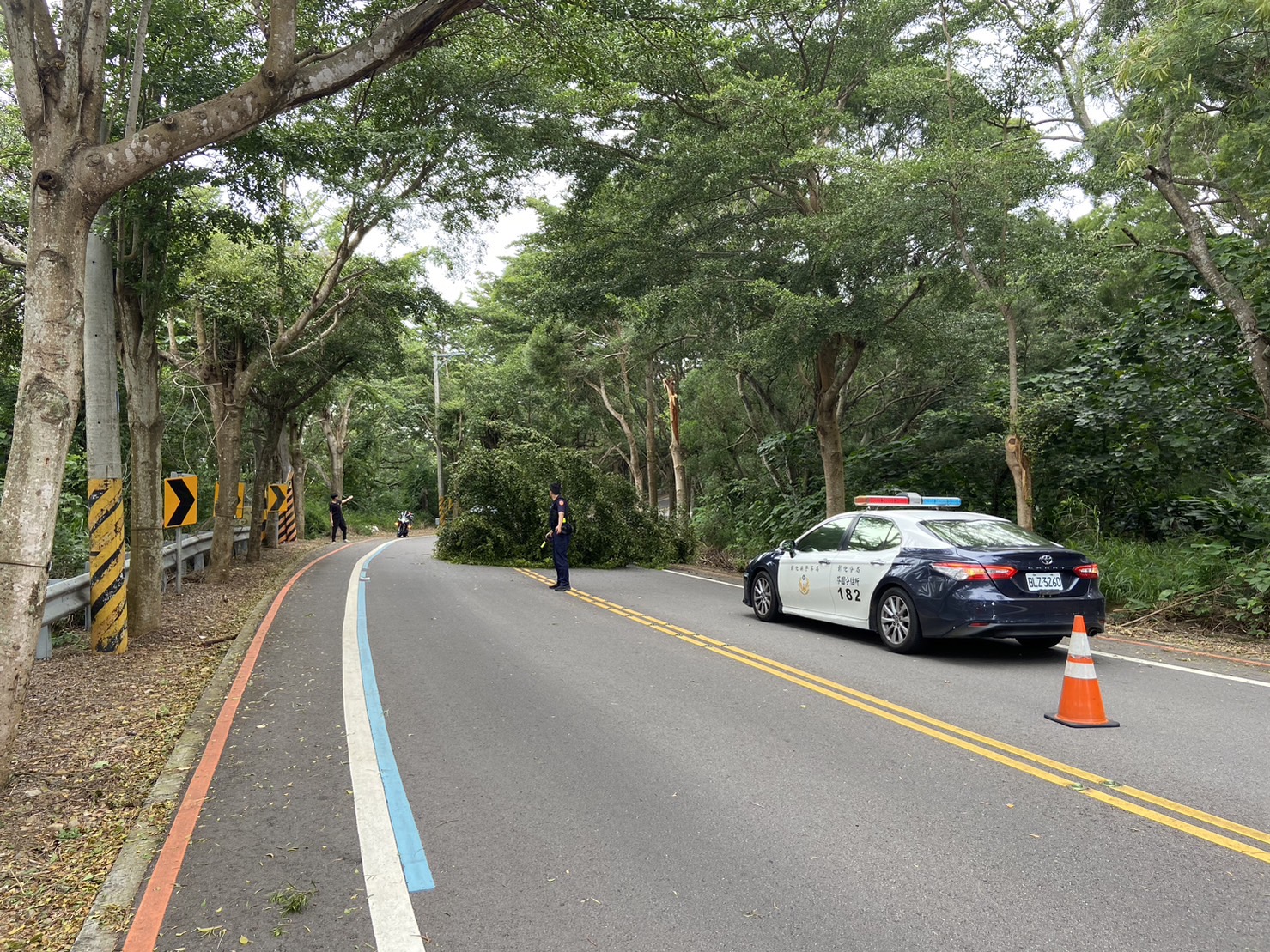 ▲山陀兒颳起強風，芬園鄉139線大彰路傳出有大型路樹倒塌，交通受阻。民眾提供）