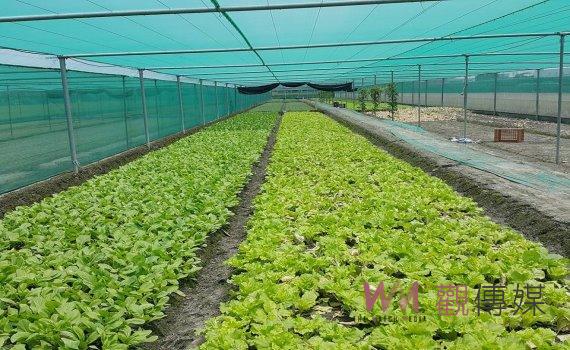 山陀兒颱風襲台菜價飆漲!溪湖市場批發價均破百