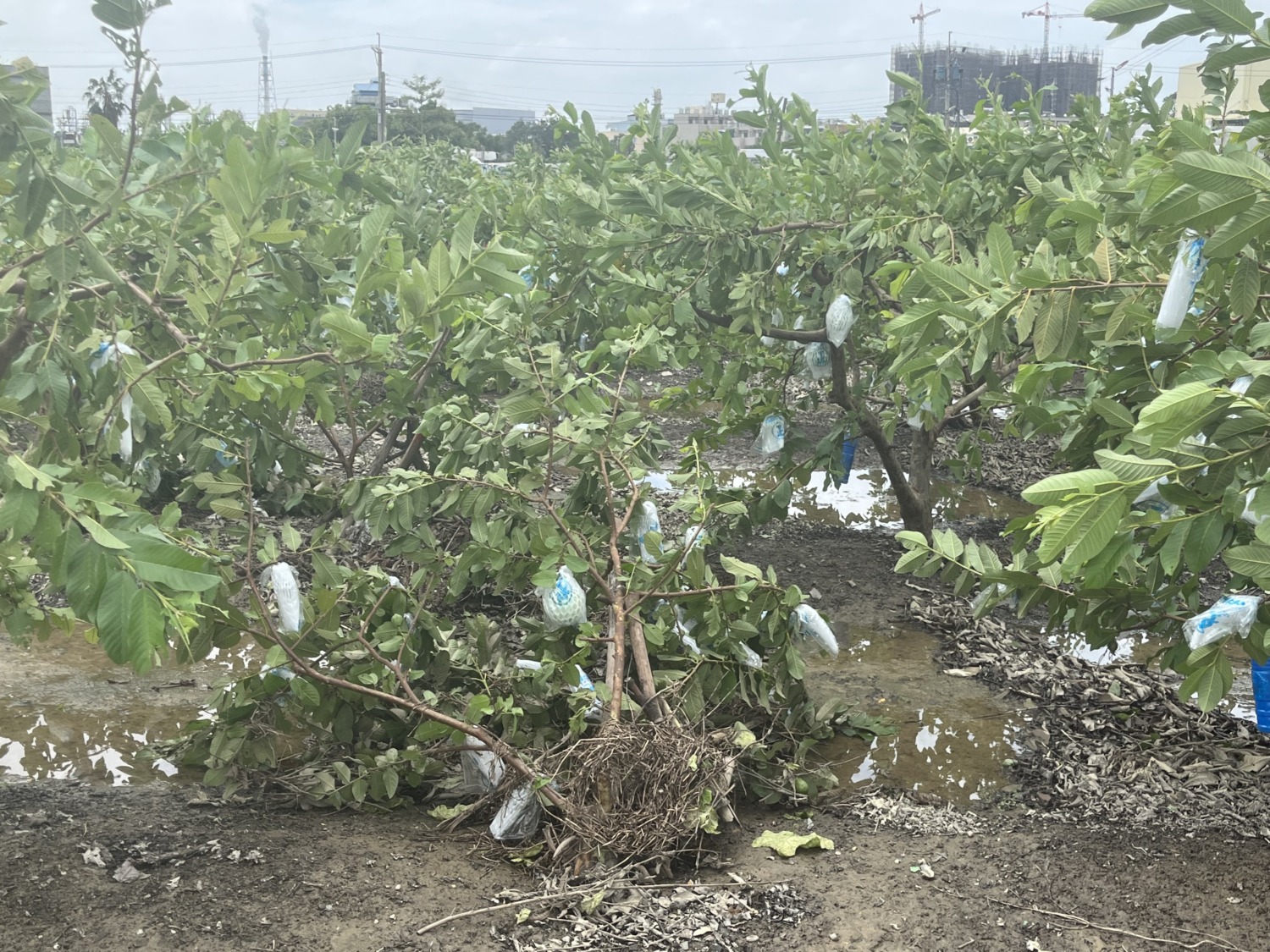 山陀兒颱風高雄農損嚴重 市府全力協助農民復耕