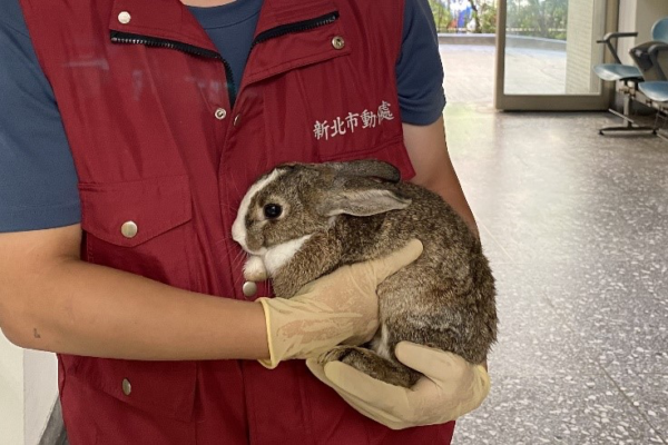 寵物兔可以施打晶片做註記。圖/新北市政府動物保護防疫處