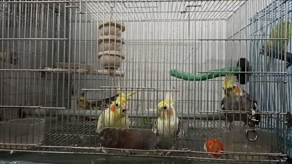玄鳳鸚鵡的叫聲能非常高亢,公鳥較喜愛啼叫,特別是在清晨與黃昏。圖/新北市政府動物保護防疫處