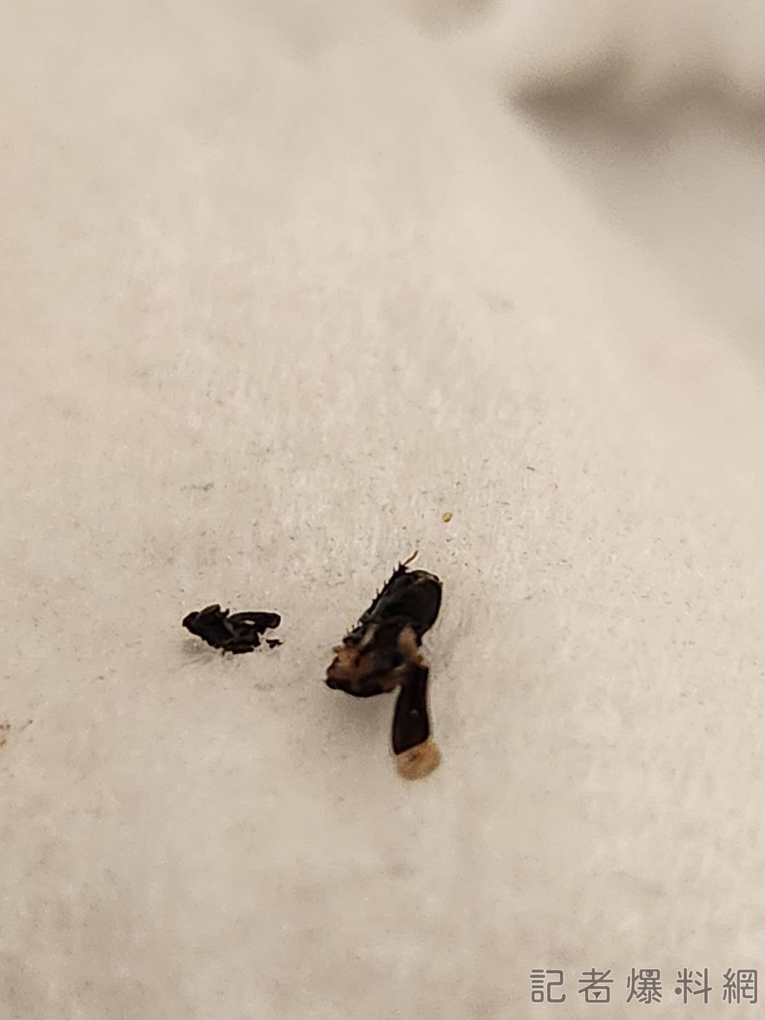泰式可可奶茶 蟑螂 食安 衛生 夜市