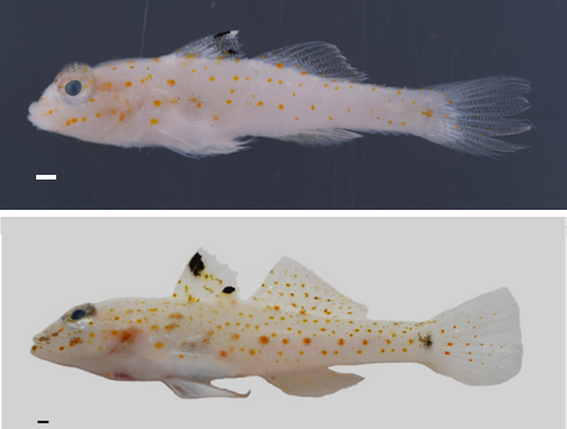 探索南海海洋生物多樣性  國海院海大聯合團隊以太平島命名世界新魚種