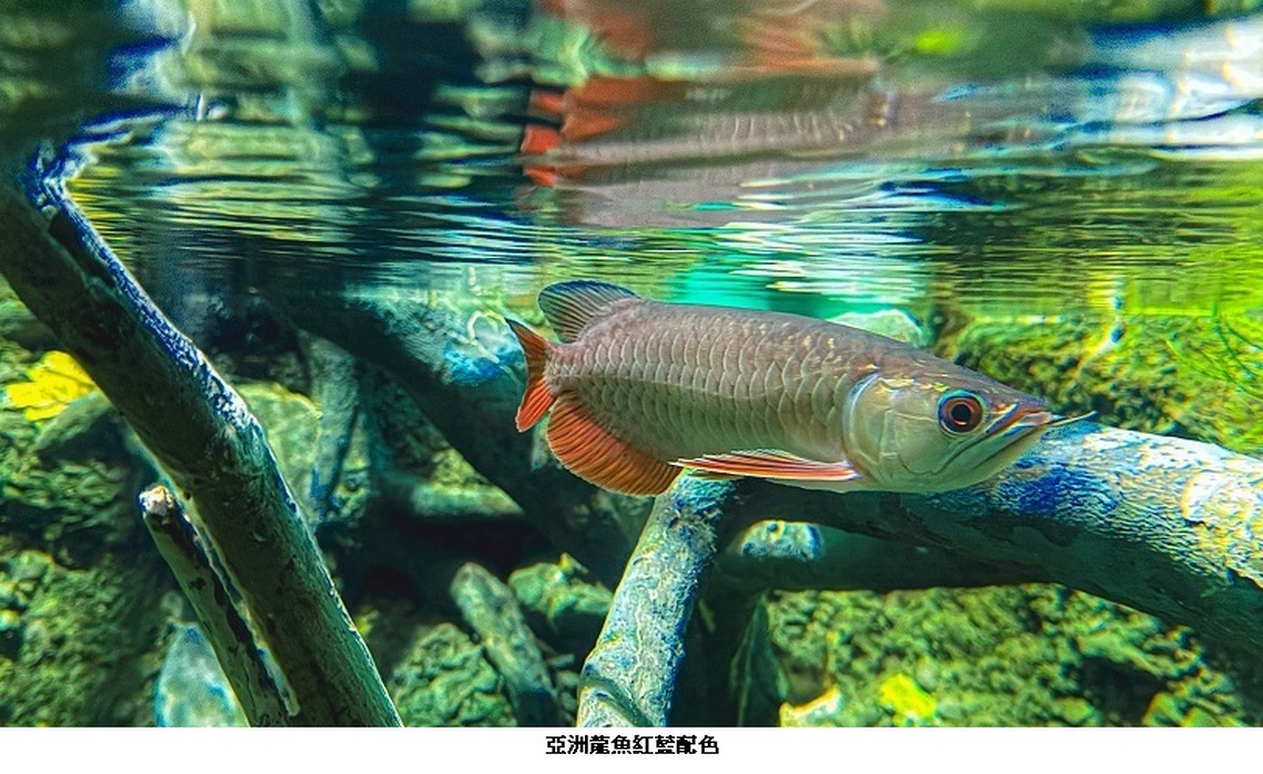 屏東海生館亞洲龍魚的紅藍配色如國旗 陪民眾歡度國慶日