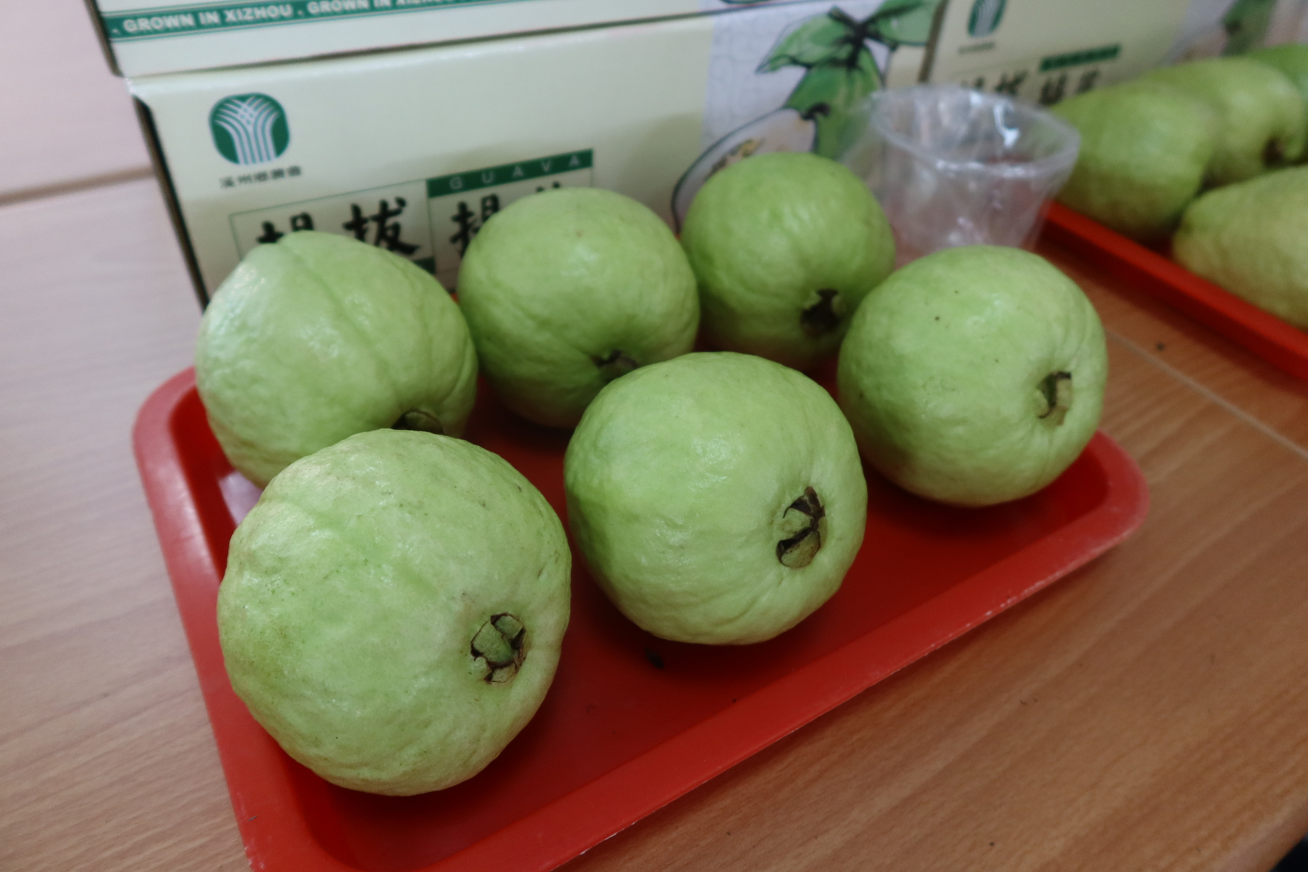 ▲113年彰化縣優質番石榴評鑑在溪州鄉農會舉辦，白肉組與紅肉組合計116組參賽，評審，分別從外觀、表皮色澤、形狀、口感等項目評分。（記者張溎壕攝）