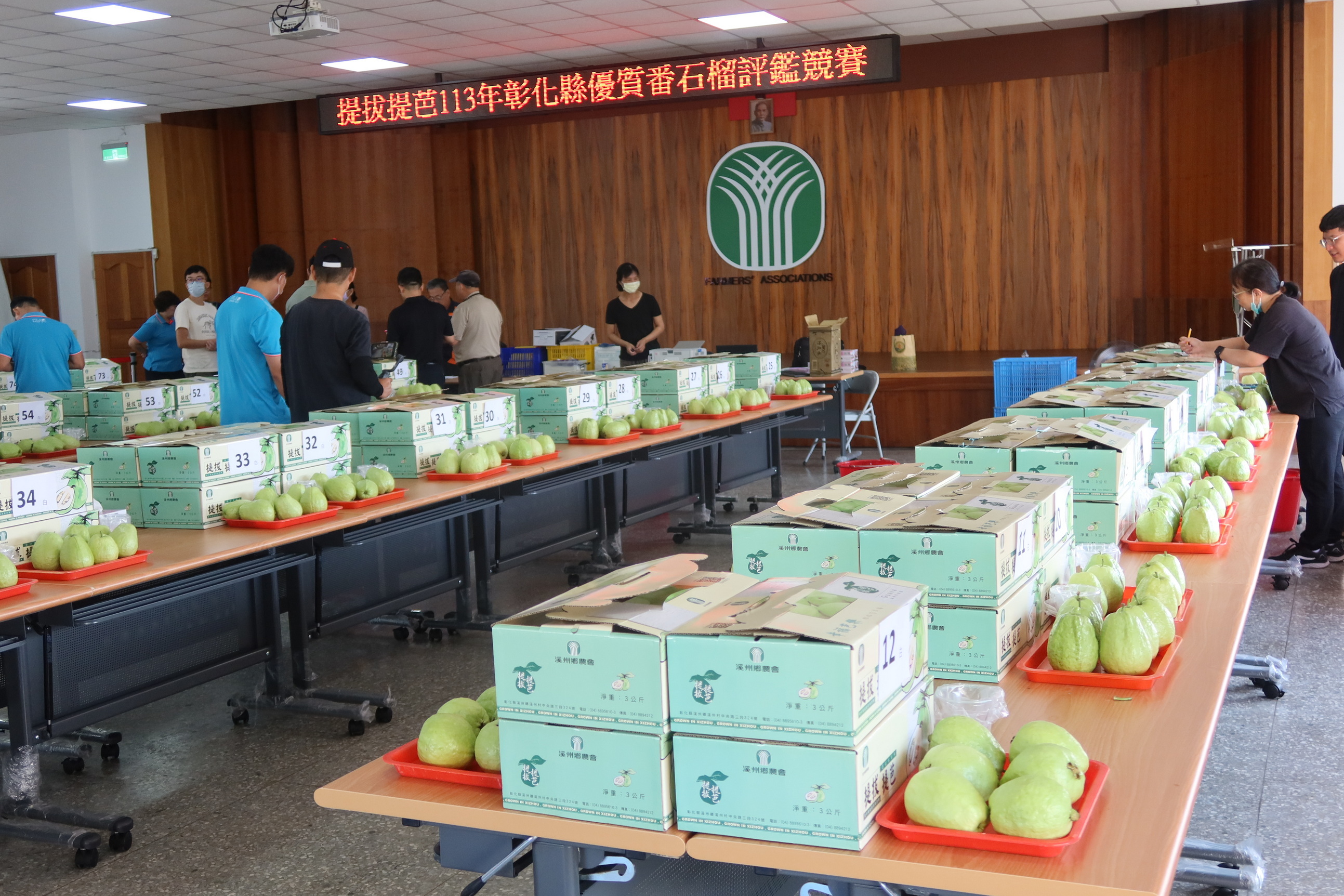 ▲113年彰化縣優質番石榴評鑑在溪州鄉農會舉辦，白肉組與紅肉組合計116組參賽，評審，分別從外觀、表皮色澤、形狀、口感等項目評分。（記者張溎壕攝）