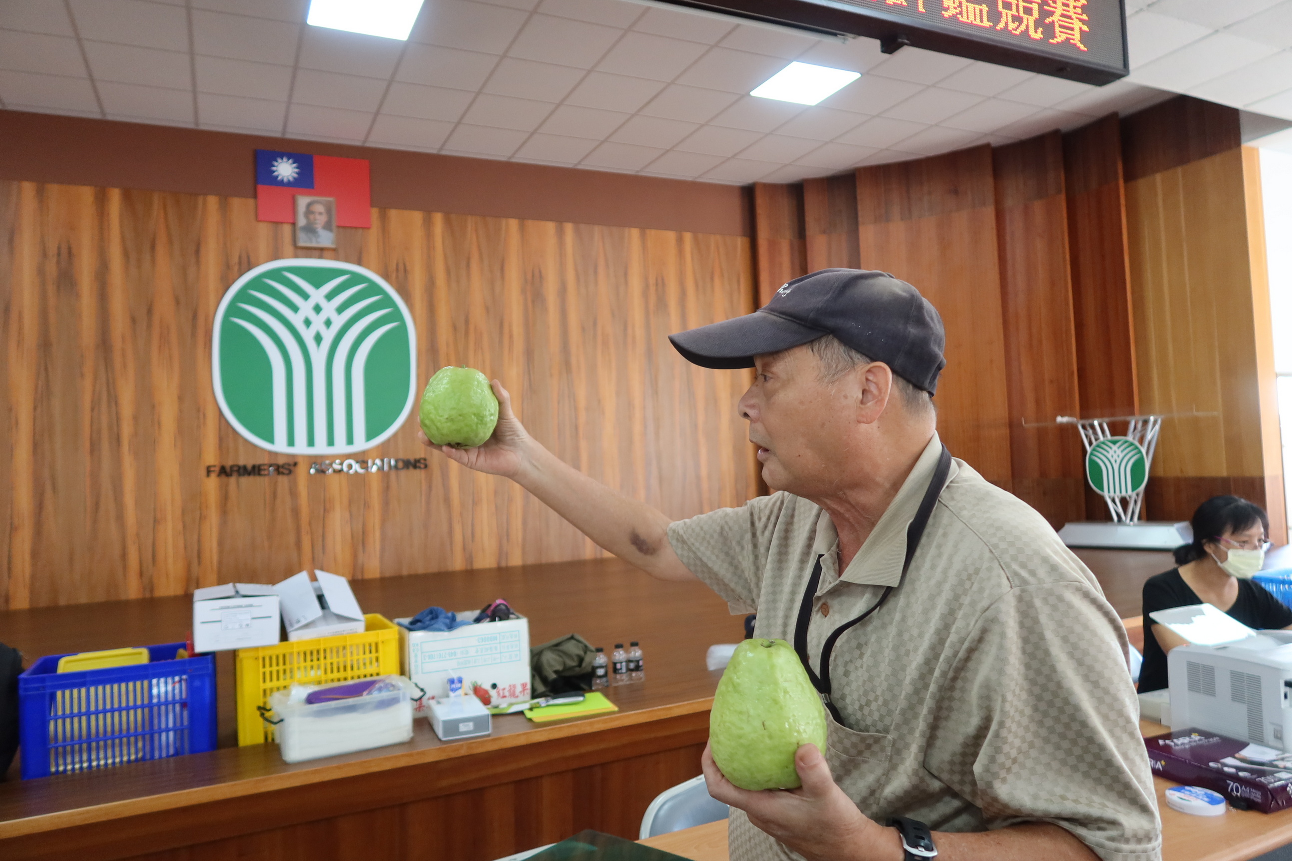 ▲113年彰化縣優質番石榴評鑑在溪州鄉農會舉辦，白肉組與紅肉組合計116組參賽，評審，分別從外觀、表皮色澤、形狀、口感等項目評分。（記者張溎壕攝）