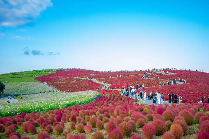 茨城最美掃帚草紅了!東京近郊一日遊 賞景順遊購物天堂「阿見PREMIUM OUTLETS®」