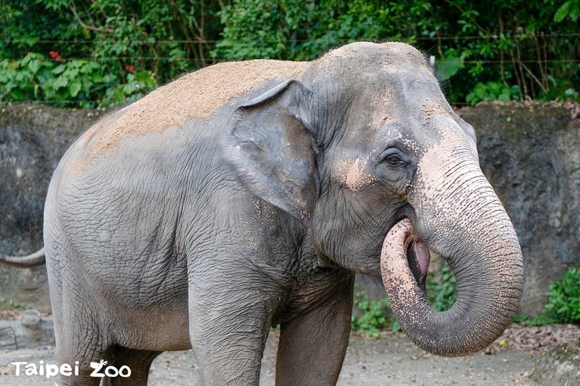 臺北市立動物園雙十國慶優惠 10/10入園票價僅50元