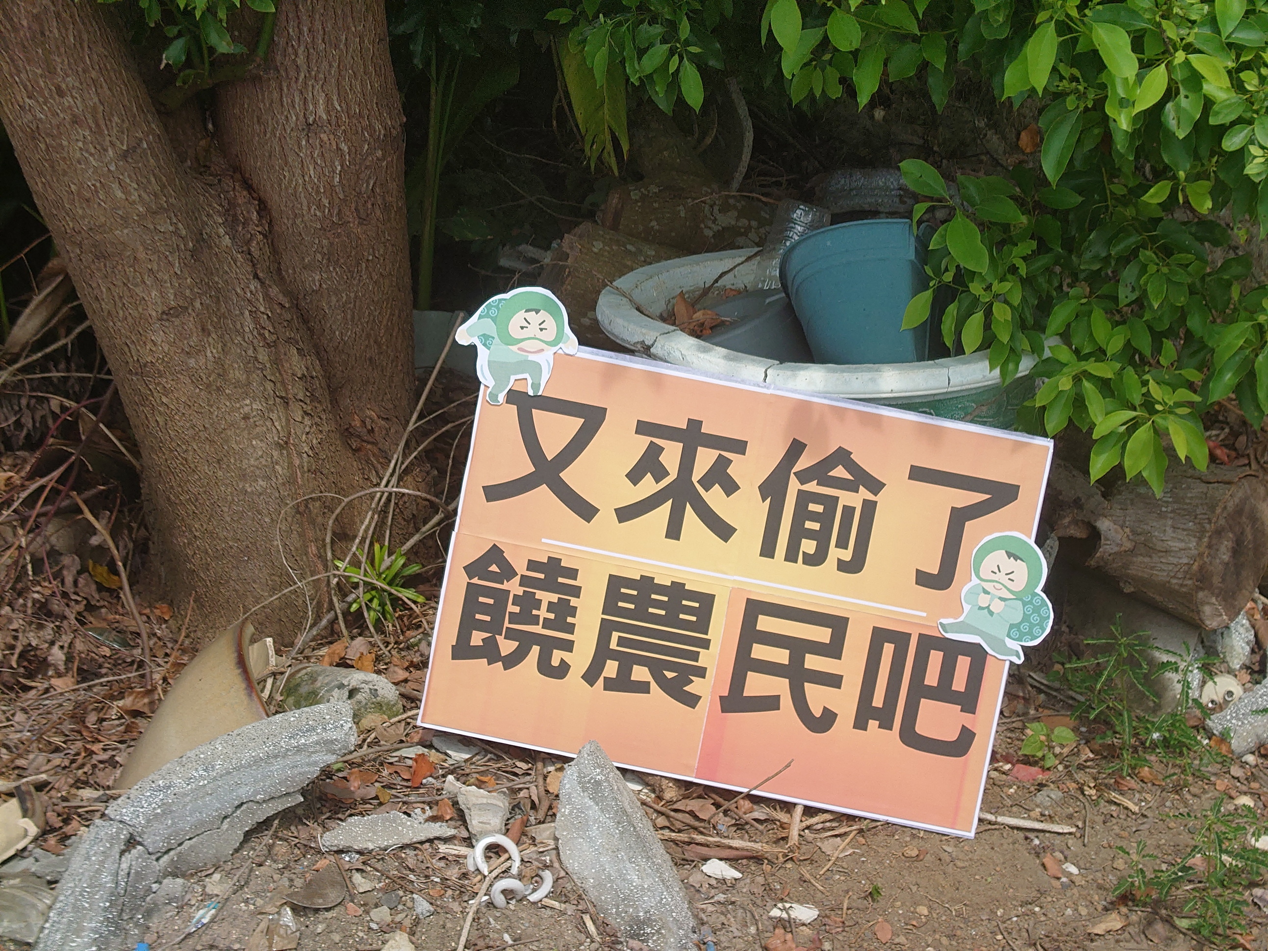 ▲溪州鄉潮洋村、張厝村一帶田間蔬菜連日來遭竊，農民氣瘋了，直呼竊賊太囂張。（記者張溎壕攝）