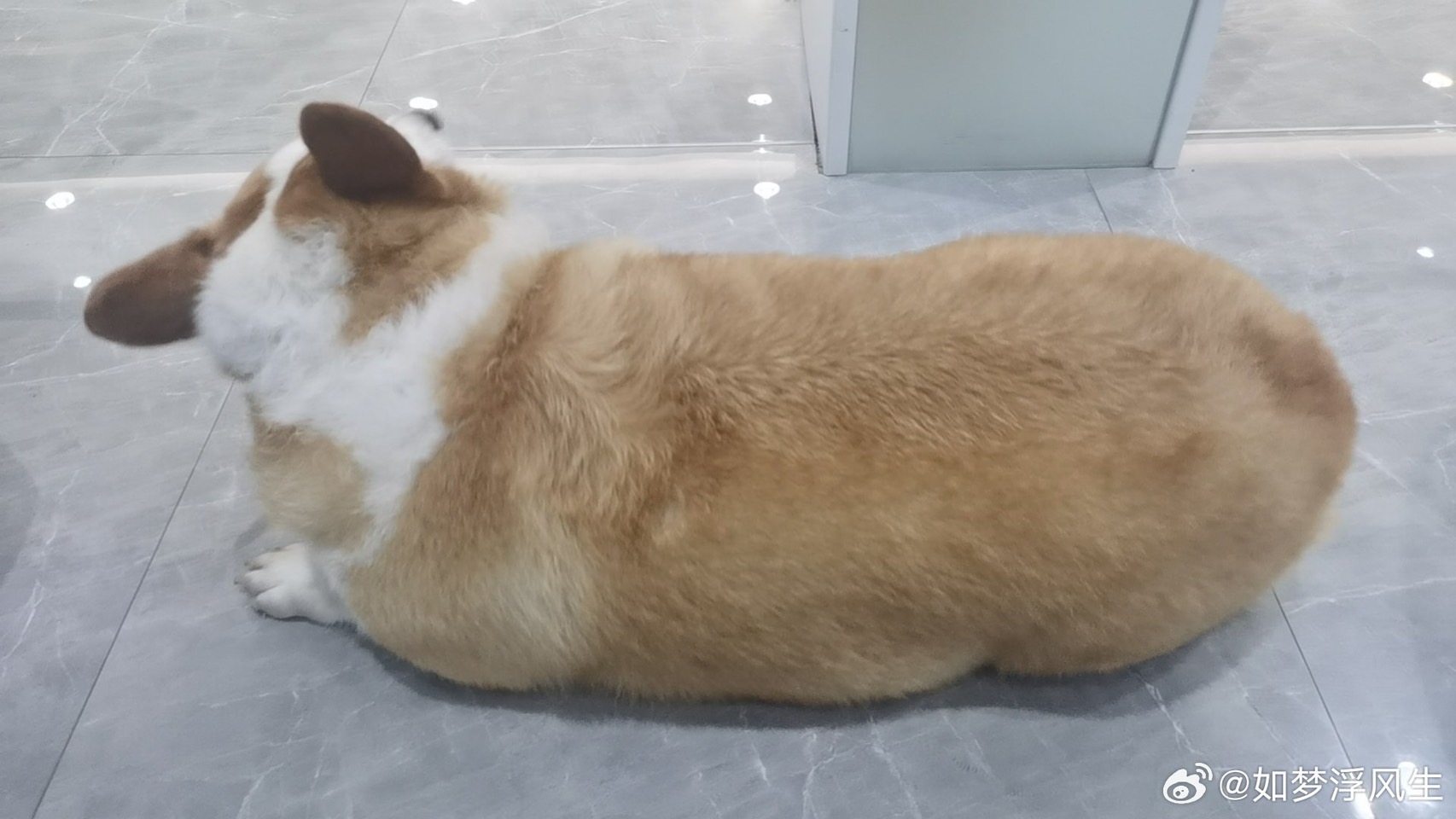 柯基胖成長方型,對身體負擔大。圖/取自如夢浮風生微博