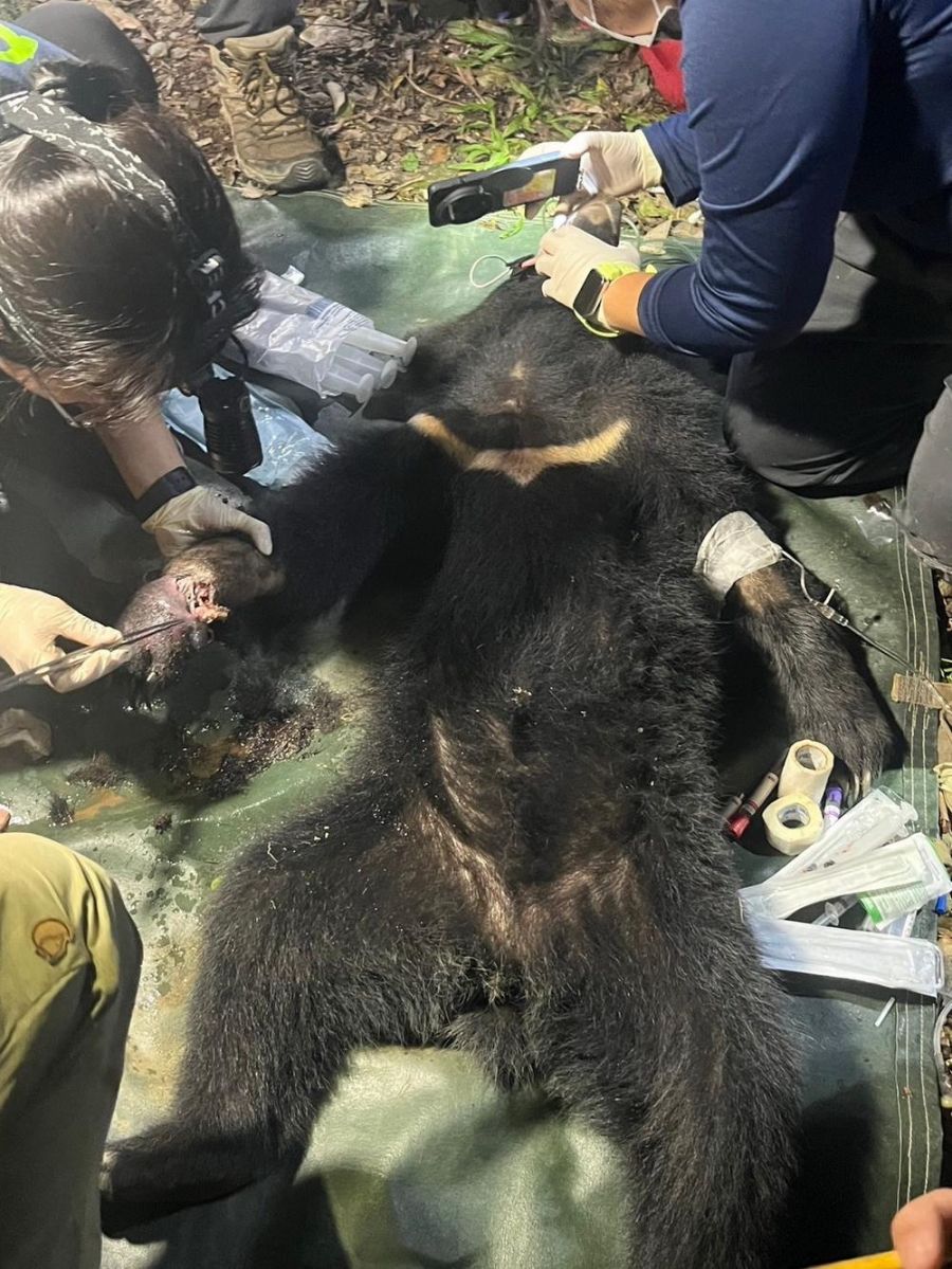 高屏地區首例通報  大武部落巡守隊馳援黑熊順利脫困