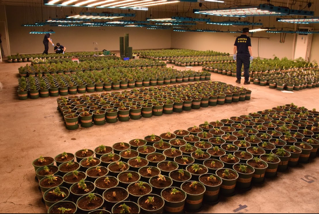 製毒集團打造千萬無塵室專業種植大麻。(記者徐煜勝翻攝)
