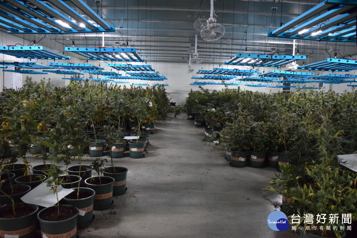 共查扣大麻植株4,519株、大麻種子1,666顆、大麻膏、大麻成品、專業燈具、溫控系統、灌溉設備等證物,市值破新台幣20億元。