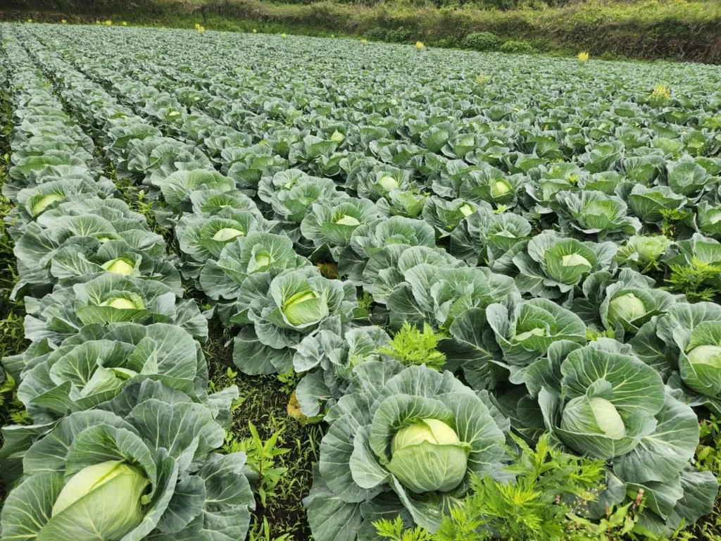 吉良野菜宗旨是讓大家四季都能吃到新鮮蔬菜,日本職人始終在幕後克服風雨而奮鬥(聽儷科技股份有限公司提供)
