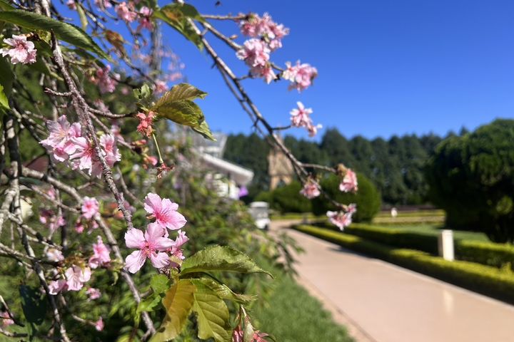 南投九族文化村歐洲花園枝垂櫻綻放,宣告「部落花季-秋之盛典」活動展開。 圖:九族文化村/提供