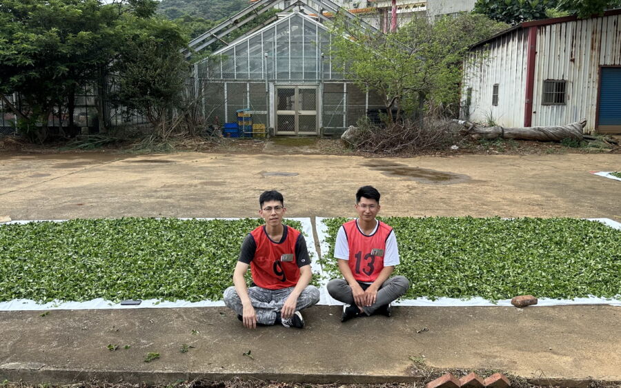 圖/坪林當地年輕的製茶師,開始嘗試將機械化的技術融入製茶過程,以提升製程效率與茶葉品質。(業者提供)