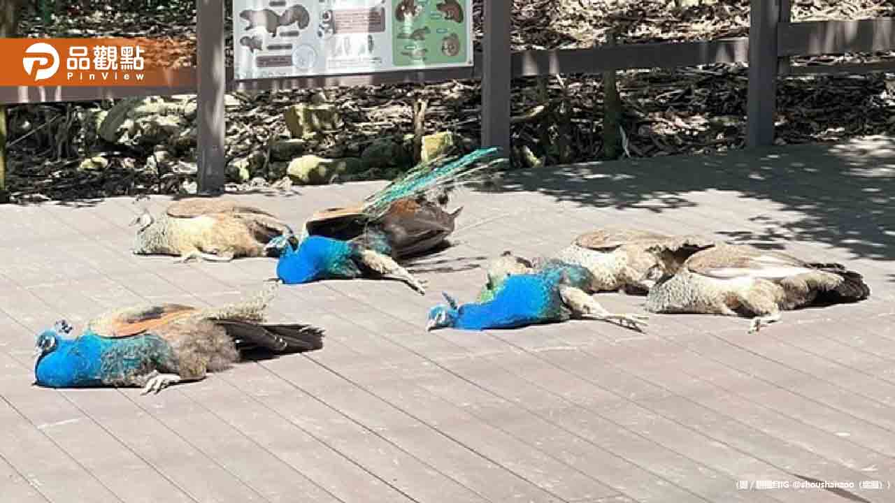 壽山動物園孔雀集體癱地!嚇壞遊客:全掛了?