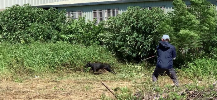 桃園動保處善用AI技術 提升遊蕩犬捕捉效率 44 S 26624068