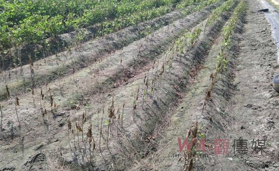 山陀兒重創大豆、甘藷、洋蔥 麥寮、臺西、四湖獲准現金救助