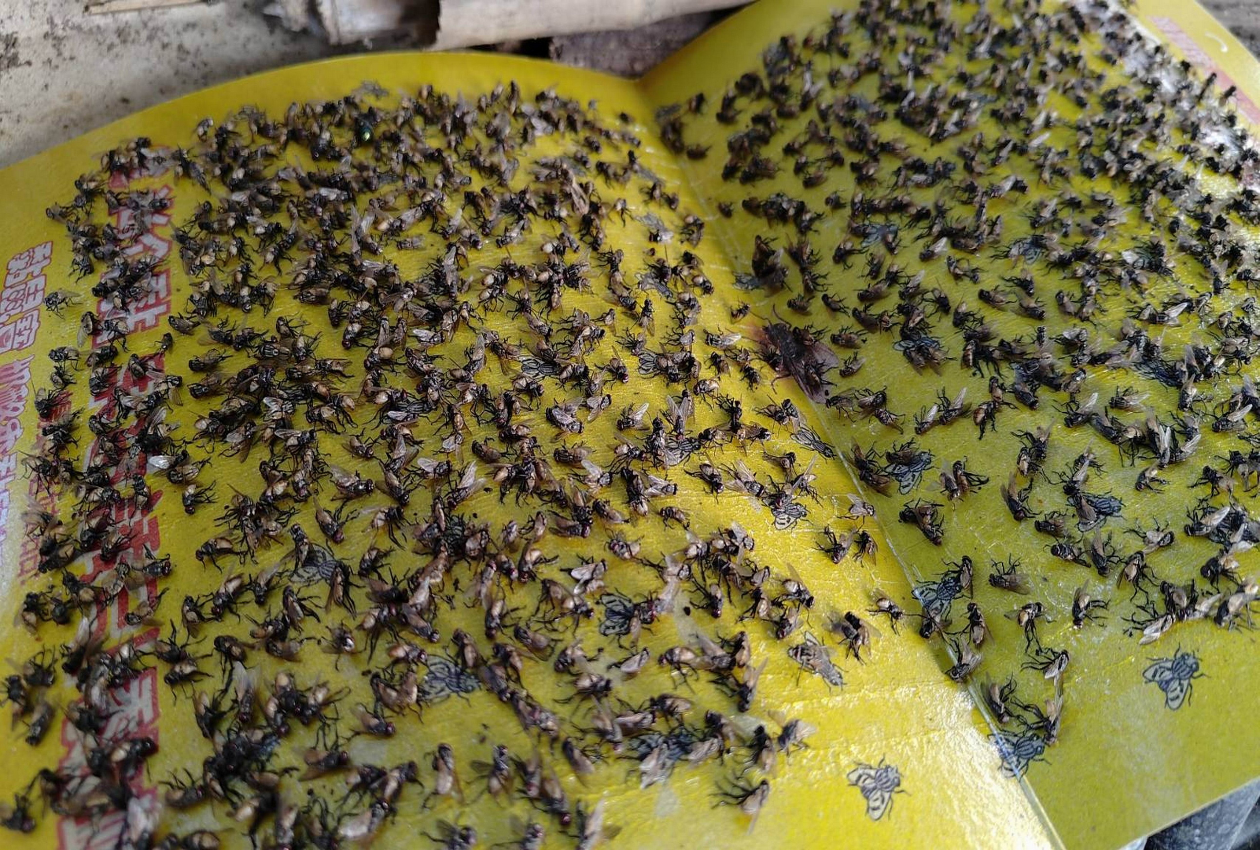 ▲彰化市三村里里內飄散疑似牛糞惡臭,還引來蒼蠅大軍,住戶鋪設黏蠅板全部黏滿蒼蠅,密密麻麻相當恐怖。(民眾提供)