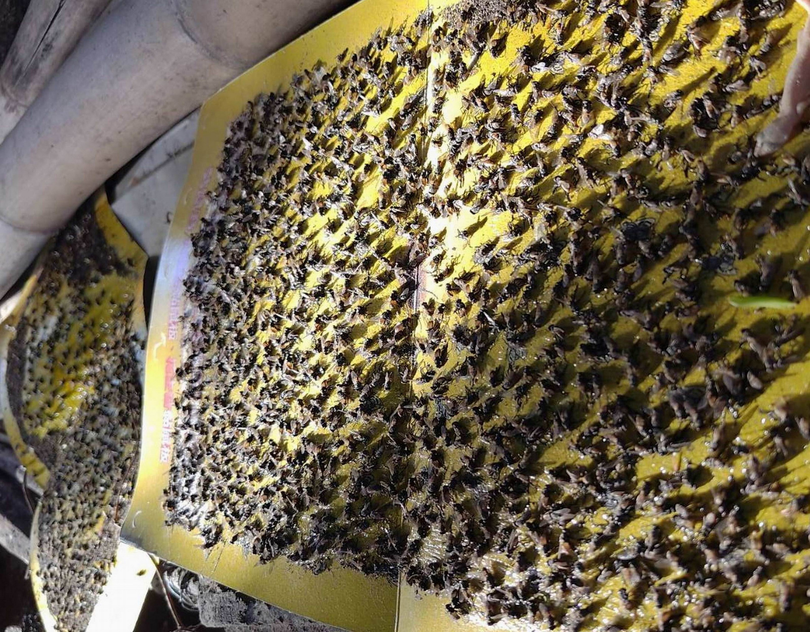 ▲彰化市三村里里內飄散疑似牛糞惡臭，還引來蒼蠅大軍，住戶鋪設黏蠅板全部黏滿蒼蠅，密密麻麻相當恐怖。（民眾提供）