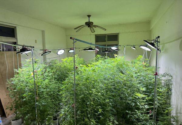 餐車老闆自稱失聰栽大麻吸食 不忘找妻子一起High 194 餐車老闆自稱失聰栽大麻吸食 不忘找妻子一起High 193