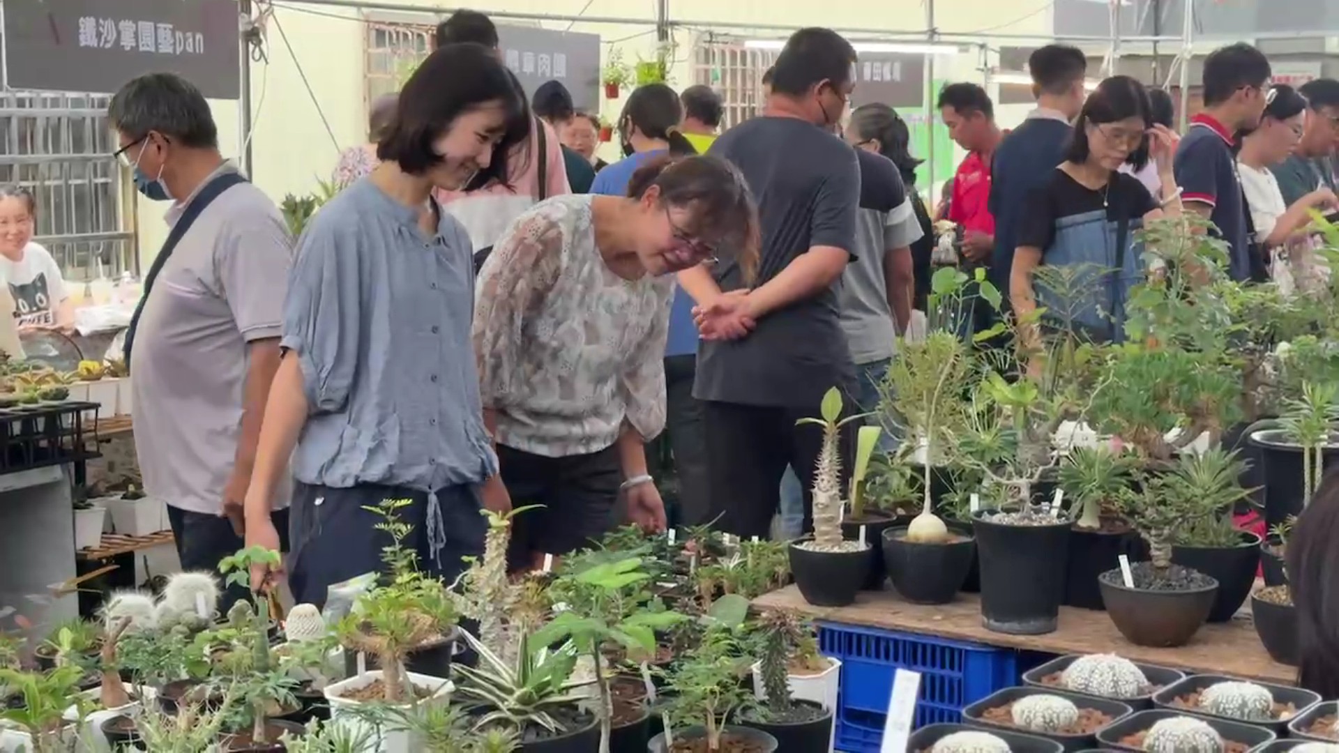 ▲花藝植物絕對不會退流行，田尾鄉農會舉辦多肉植物市集，展現出獨特而迷人的外觀。（記者張溎壕攝）