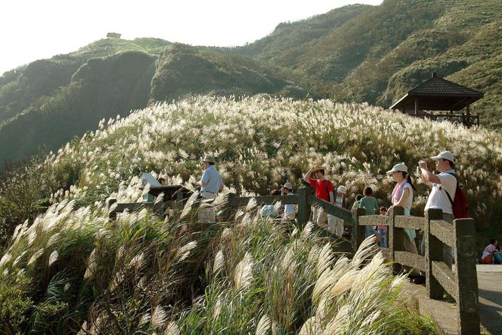 「2024草嶺古道芒花季」將於11/02-12/01盛大展開。　圖：東北角及宜蘭海岸國家風景區管理處／提供