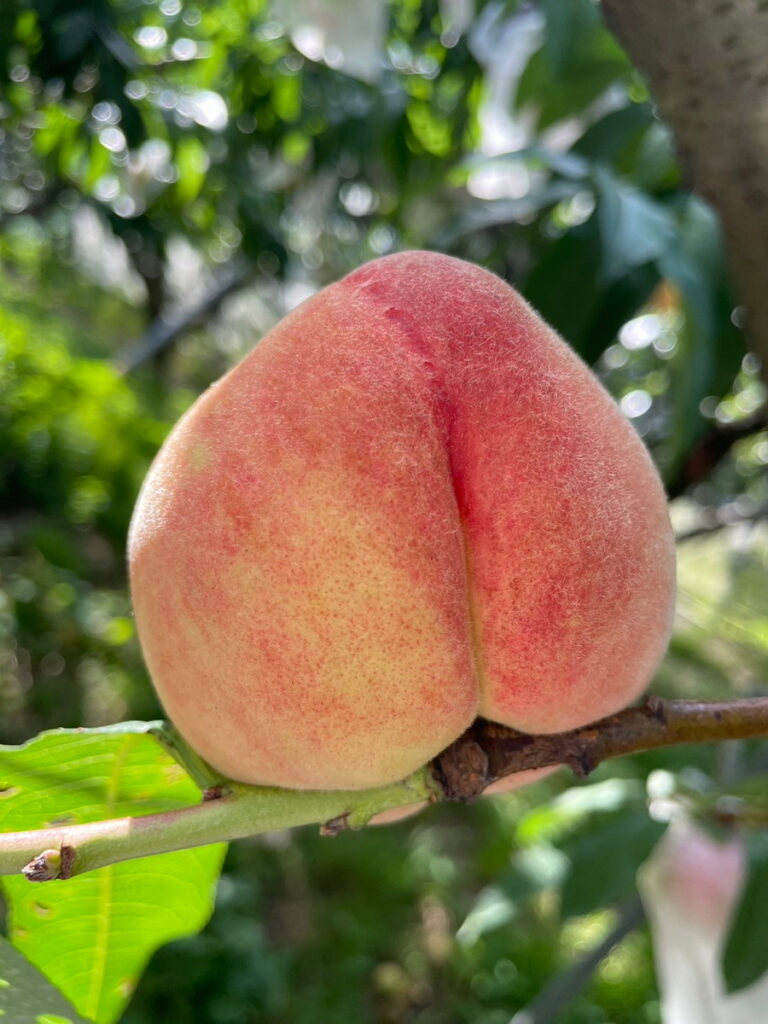 梨山水蜜桃