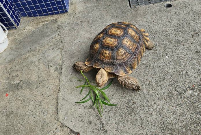 馬路出現龐然大物!蘆竹警助蘇卡達象龜與飼主團聚 16 522783 0 e1730078126230