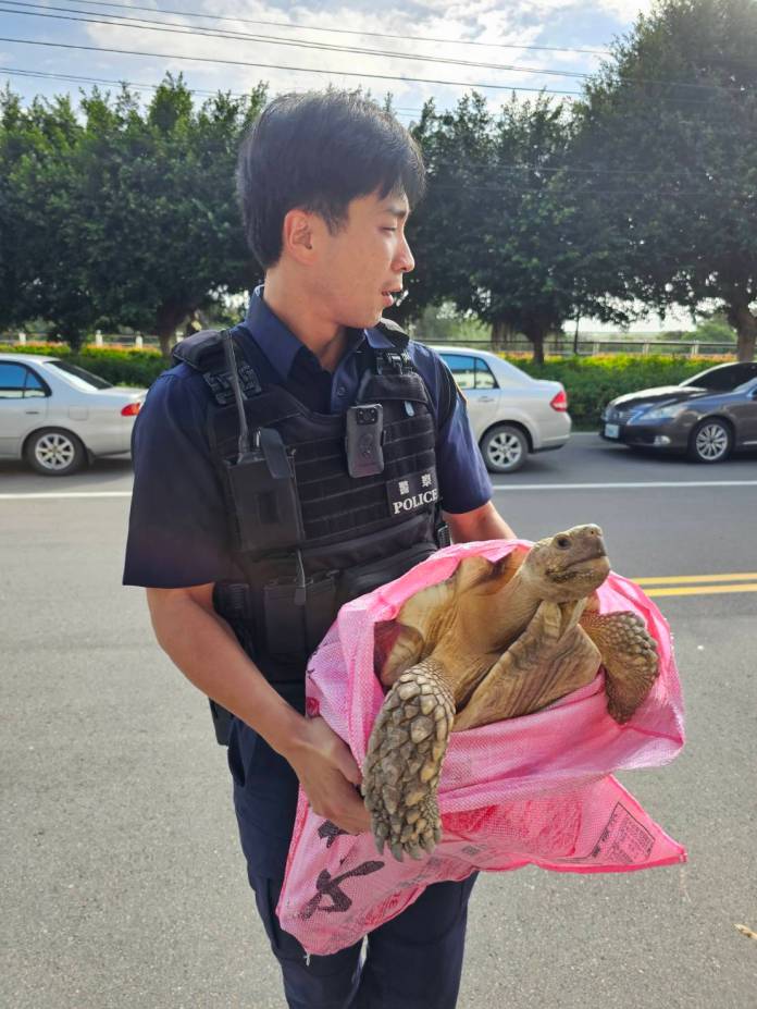 馬路出現龐然大物!蘆竹警助蘇卡達象龜與飼主團聚 17 522781 0
