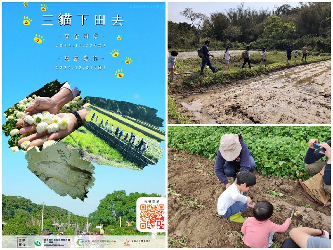 三貓陪您採杭菊、收地瓜 一日友善小農體驗即日起報名