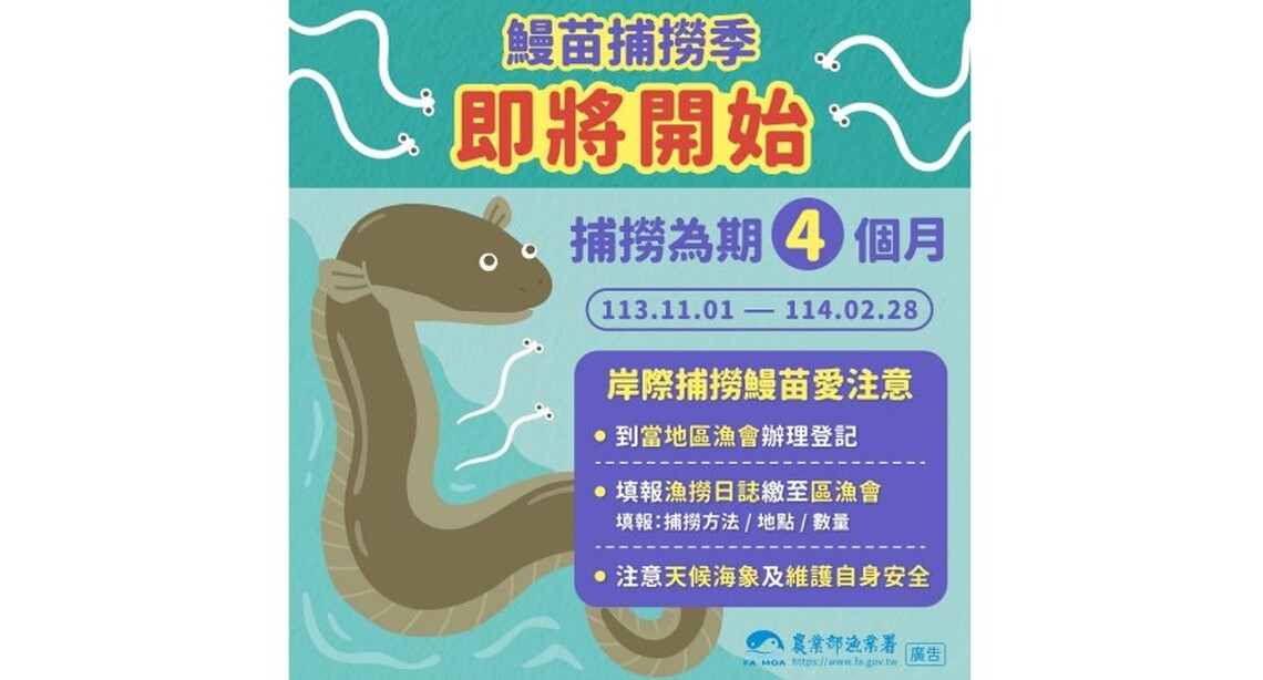 鰻苗捕撈漁季將於113年11月1日開始 賺鰻金要先登記、填日誌、作申報、顧安全