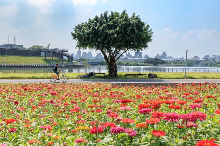 到河雙21河濱公園賞花,感受置身於花田裡的幸福浪漫。 圖:台北市政府工務局水利工程處/提供