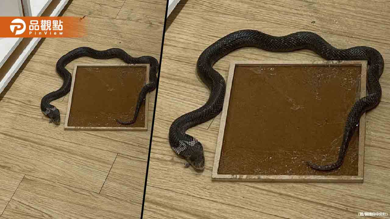 逢甲夜市竟有「眼鏡蛇」店家急關店圍捕、蛋誘12小時終於抓到