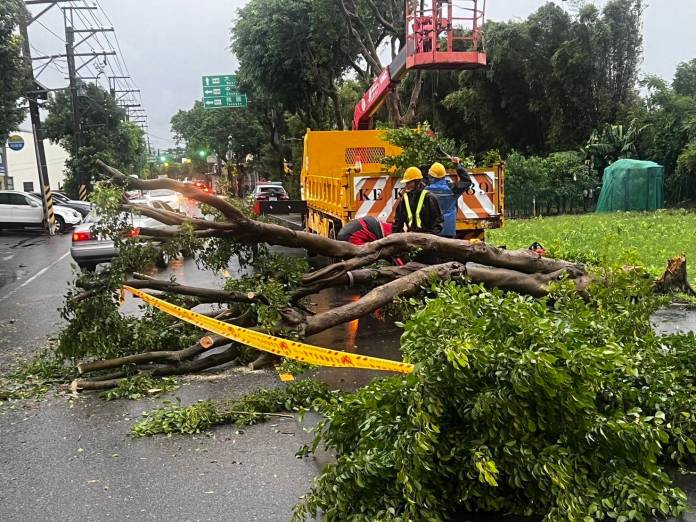 路樹不敵康芮強風倒塌 八德警冒雨指揮交通 19 691096 0