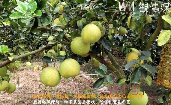 (有影片)/康芮颱風來襲 西施柚、白柚採收期 柚果農搶收已成熟果實