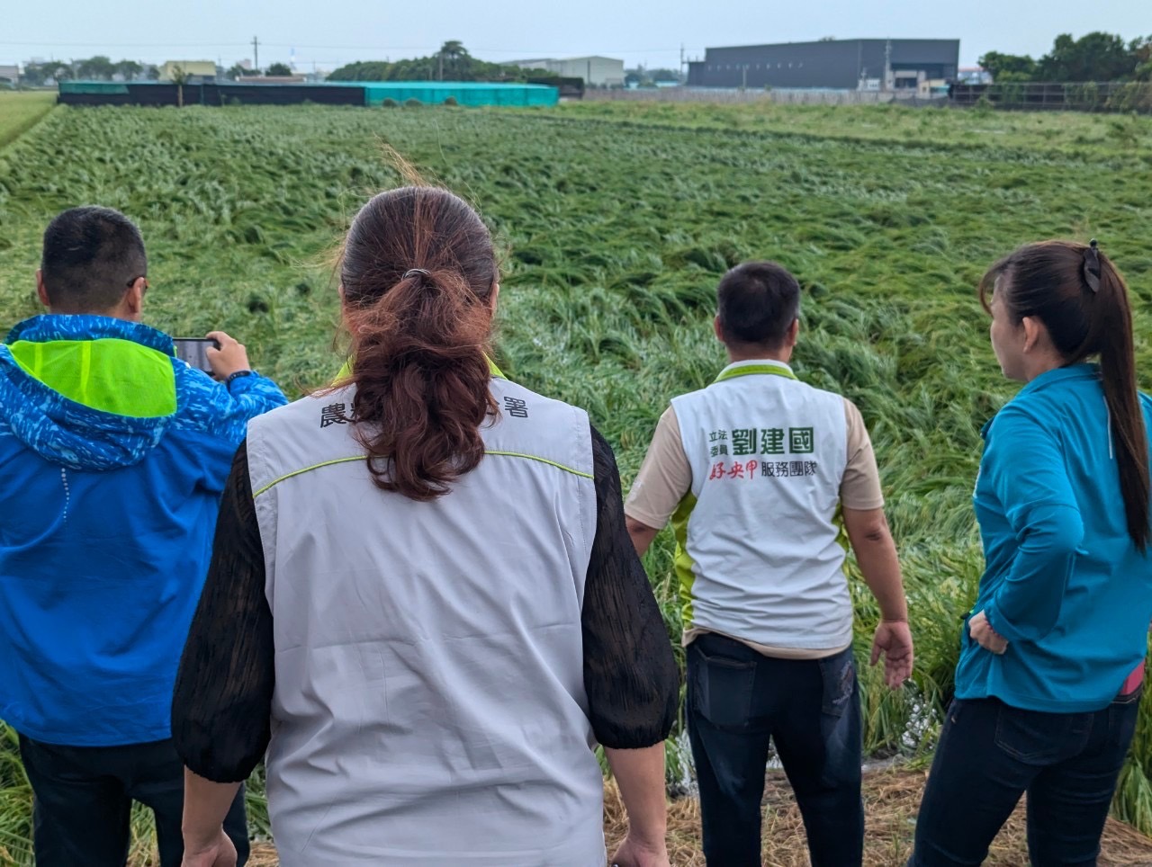康芮颱風重創雲林水稻 劉建國促中央迅速理賠 225 照片來源:劉建國立委辦公室